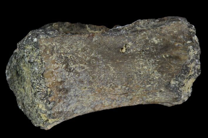 Fossil Theropod (Raptor) Caudal Vertebra - Texas #116620